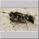 Alysson spinosus - Grabwespe w03a 8mm mit Zikade - Teverener Heide.jpg